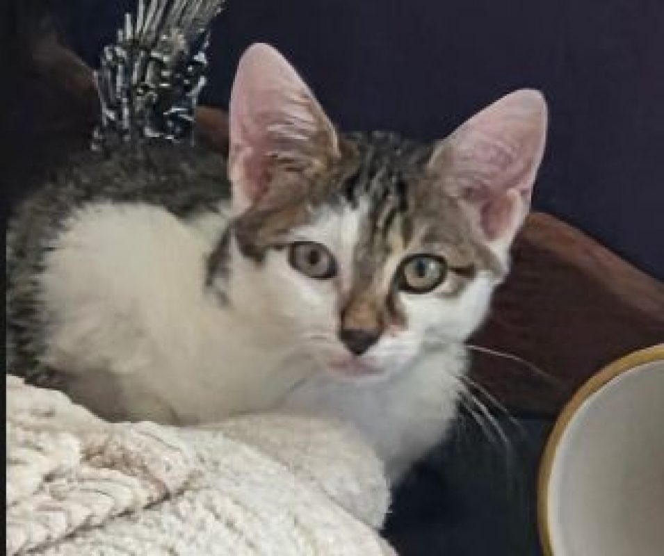 Bouillotte - Chat Européen à adopter