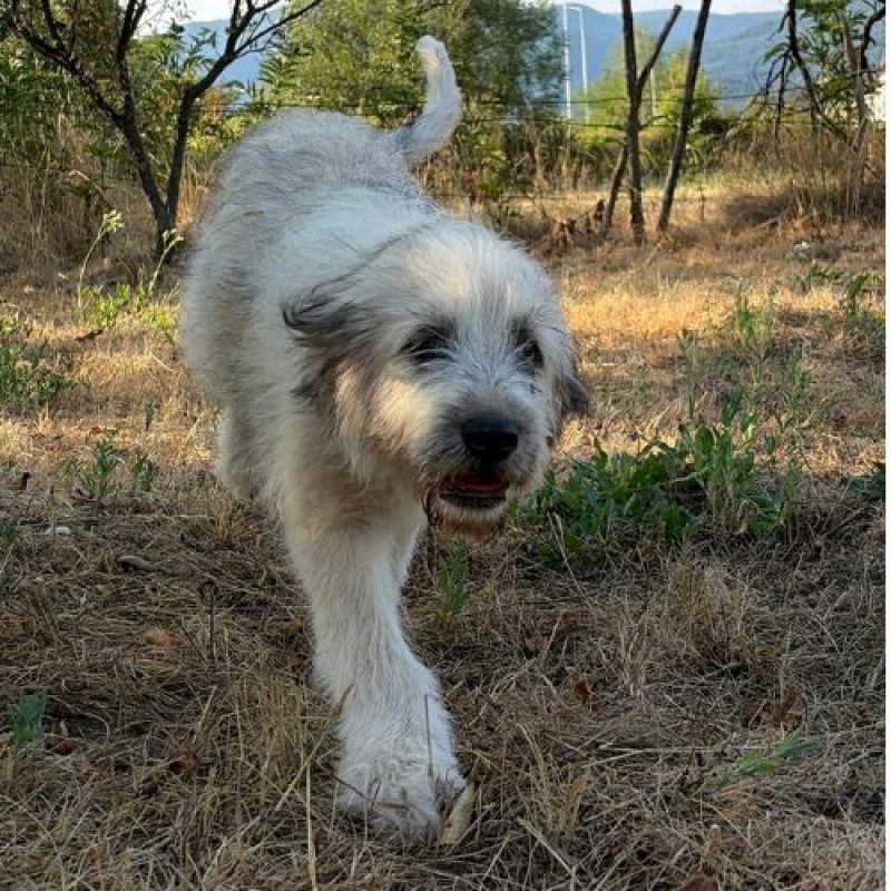 BOUNTY - Chien à adopter - photo 4