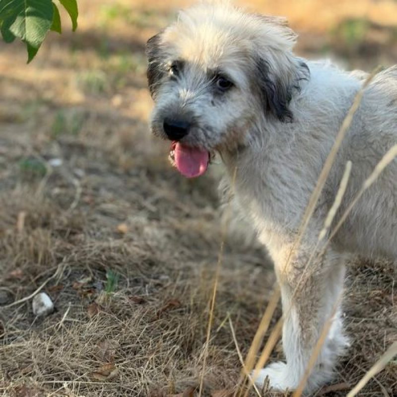 BOUNTY - Chien à adopter - photo 3