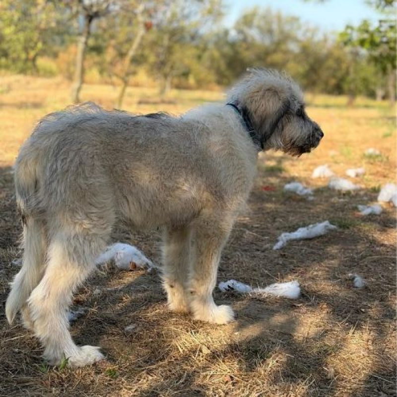 BOUNTY - Chien à adopter - photo 5