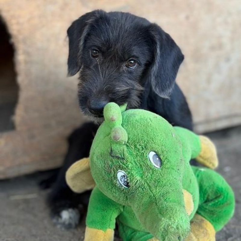 OHANA - Chien à adopter - photo 3
