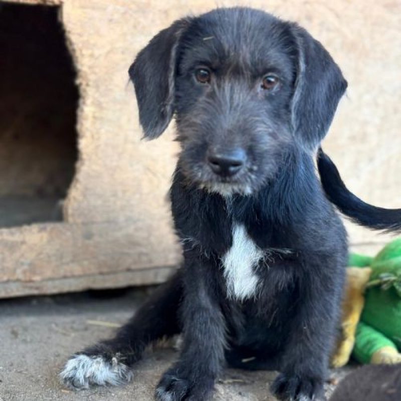OHANA - Chien à adopter - photo 4