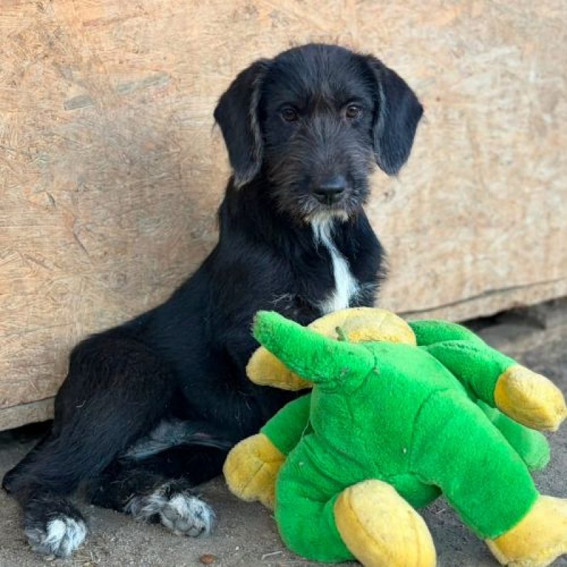 OHANA - Chien à adopter