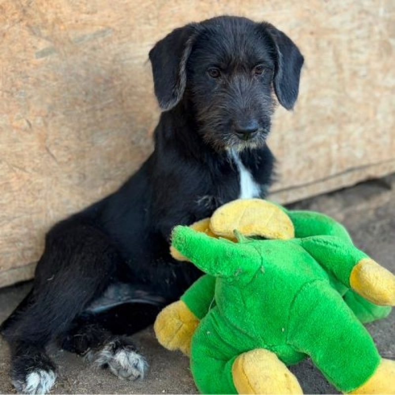 OHANA - Chien à adopter - photo 2