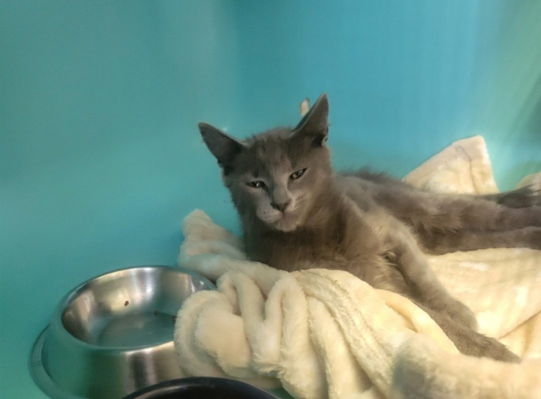 Suki - Chat Européen à adopter