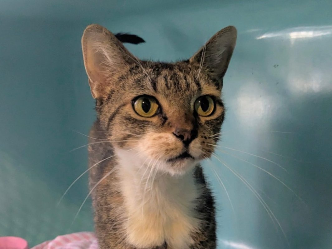 Noisette - Chat Européen à adopter