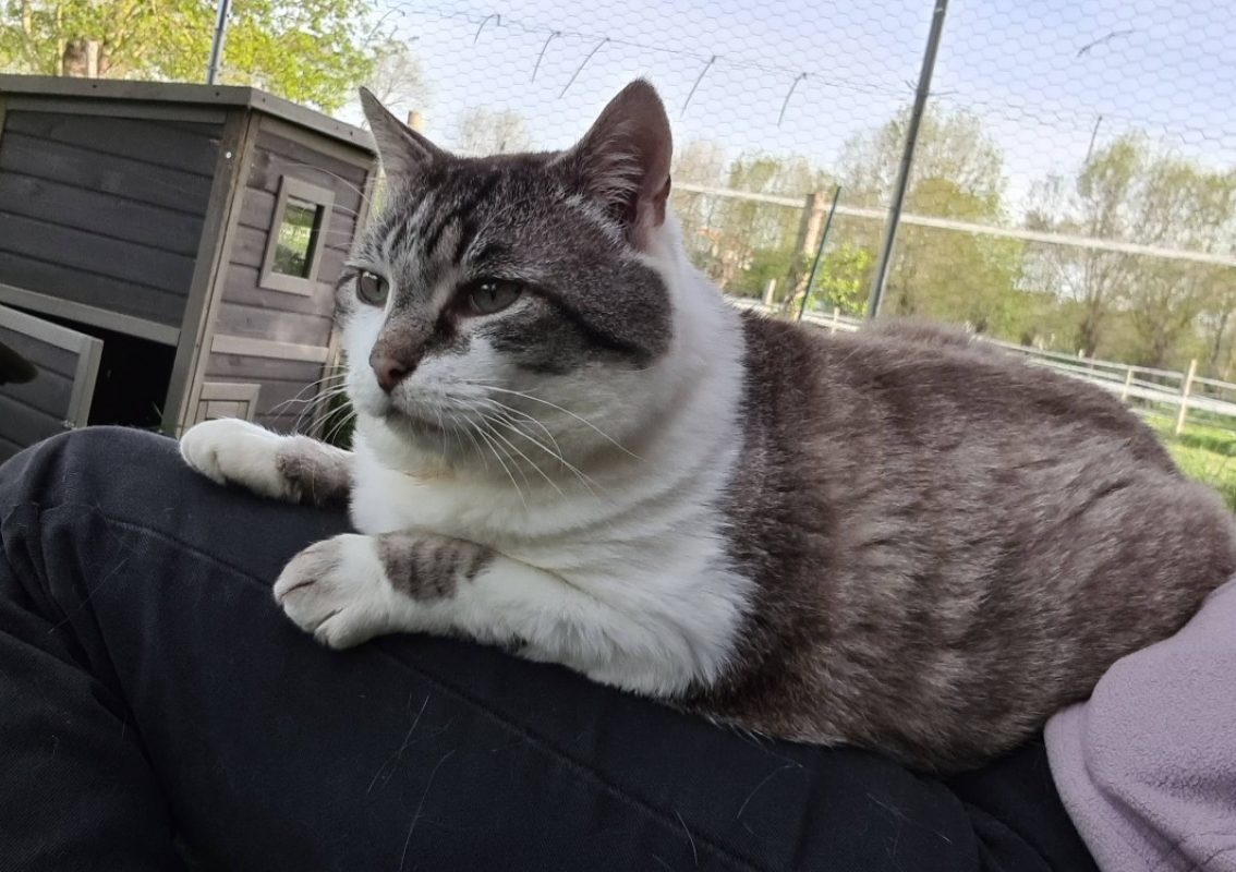Tobby - Chat Européen à adopter