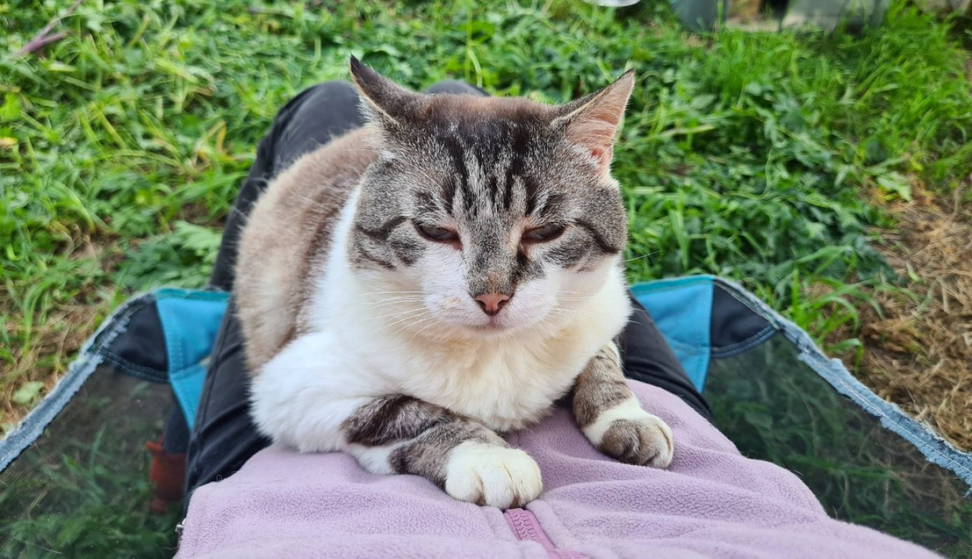 Tobby - Chat Européen à adopter - photo 2