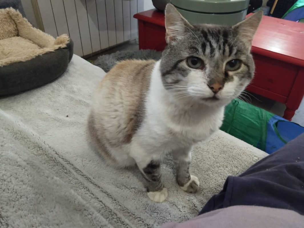 Tobby - Chat Européen à adopter - photo 3
