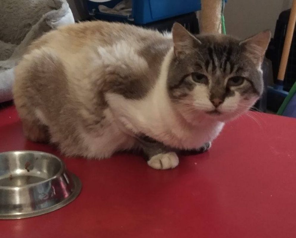 Tobby - Chat Européen à adopter - photo 4