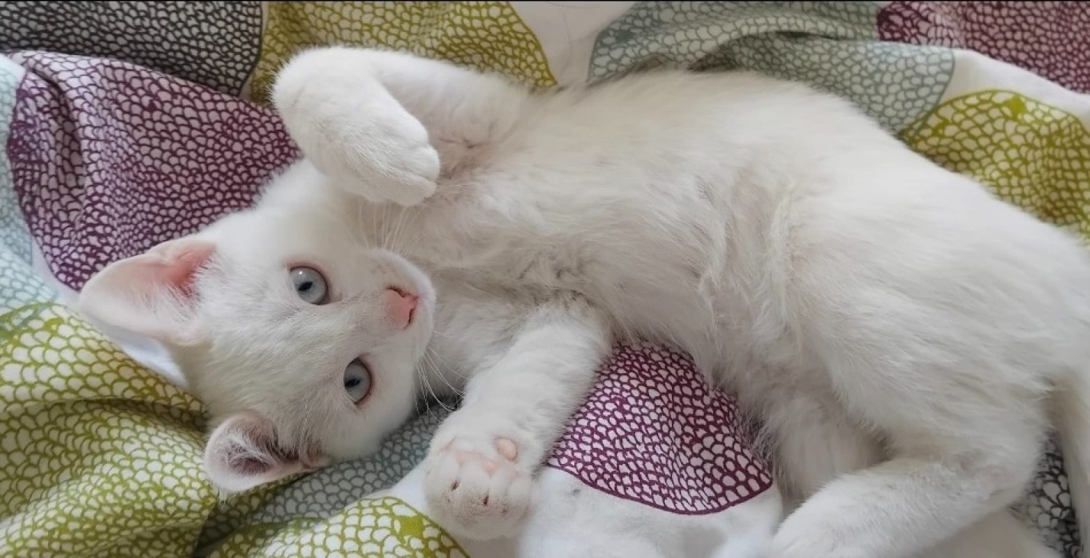 Marie reservé - Chat Européen à adopter