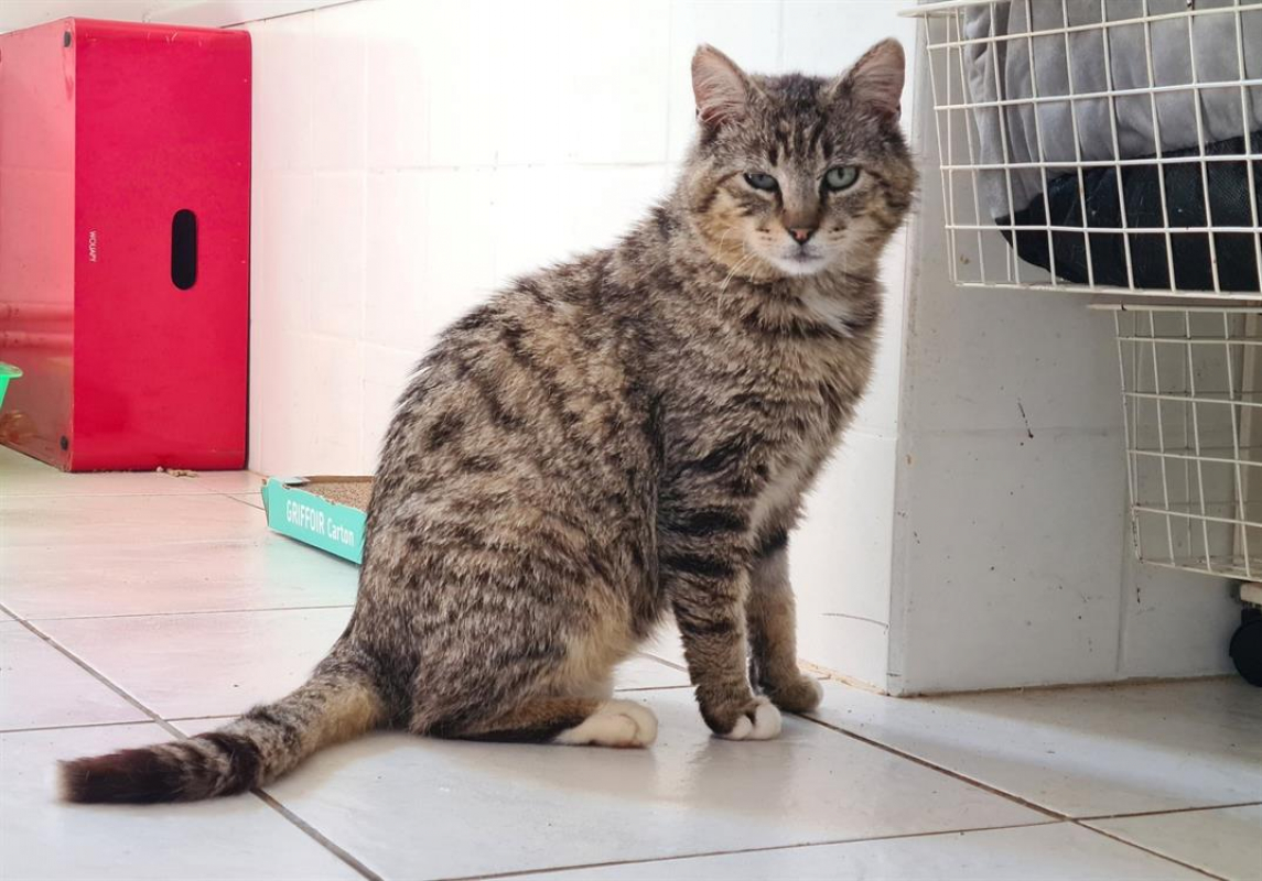 Photo #2 de Telemaque