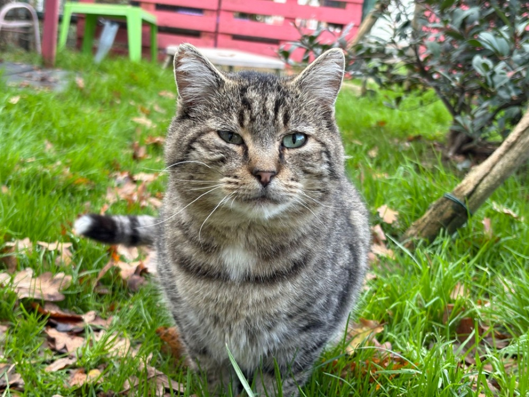 Photo #1 de Telemaque