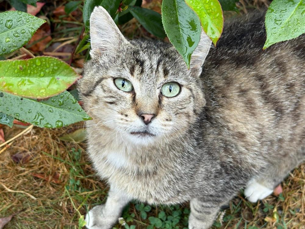 Photo #2 de Telemaque