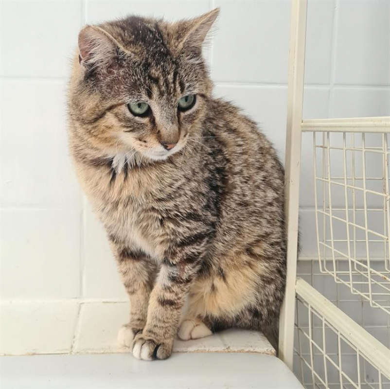 Photo #4 de Telemaque