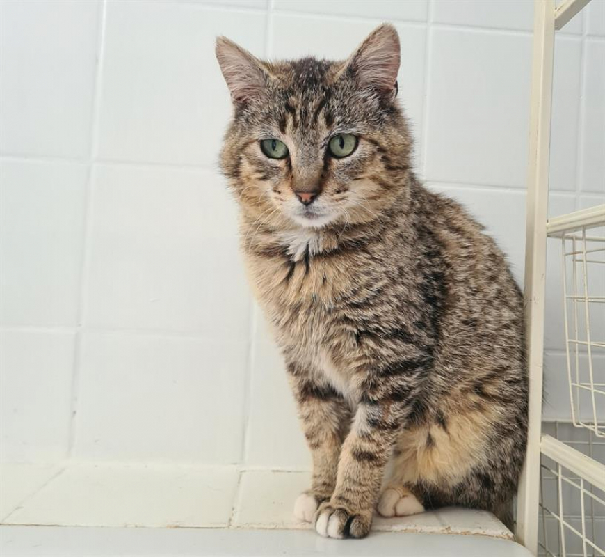 Photo #5 de Telemaque