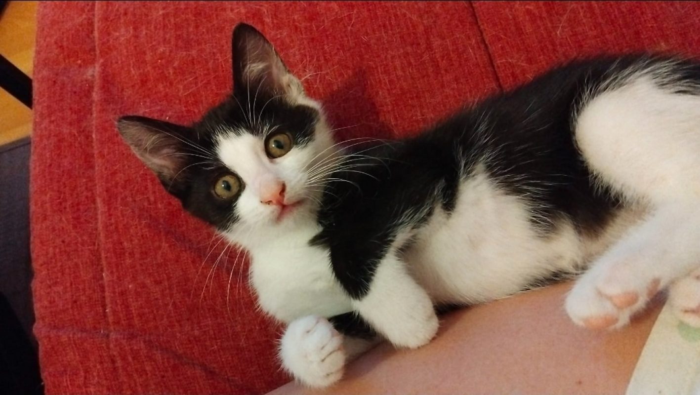 Figaro - Chat Européen à adopter