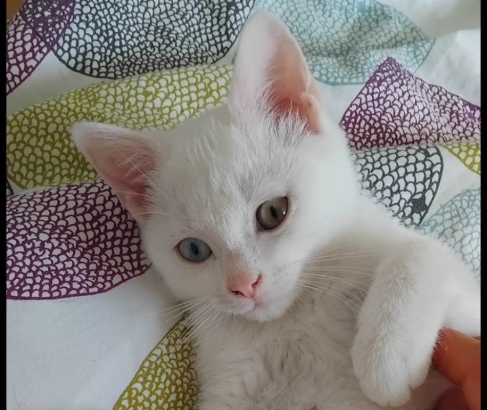 Maximus - Chat Européen à adopter