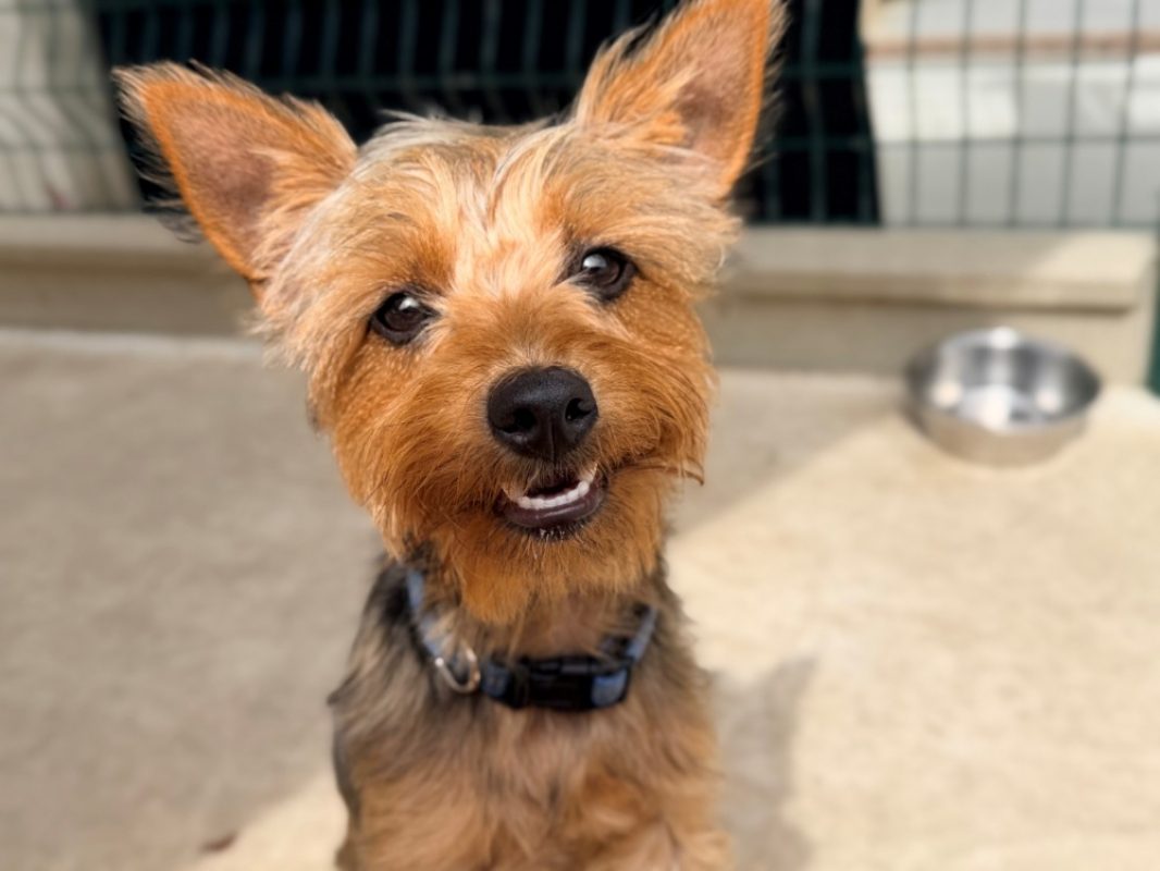 Lipton - Chien Yorkshire Terrier à adopter