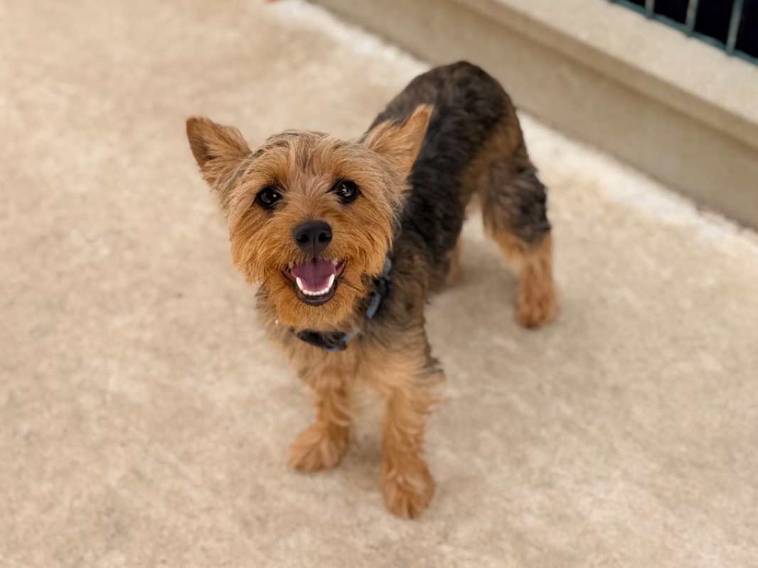 Lipton - Chien Yorkshire Terrier à adopter - photo 2