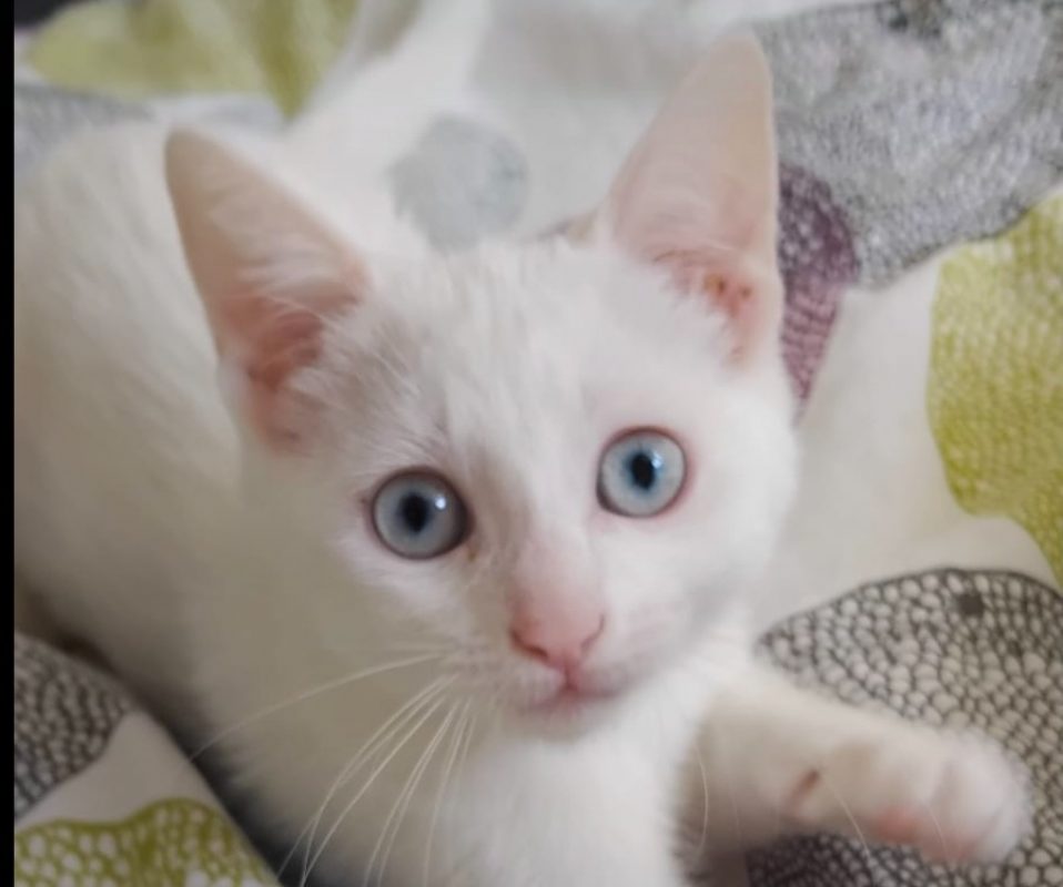 Blanca reservé - Chat Européen à adopter