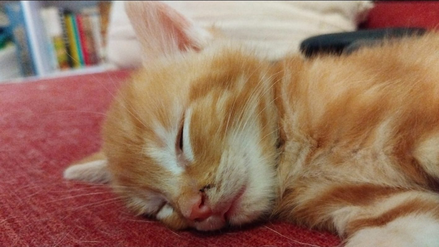 Leon reserve - Chat Européen à adopter
