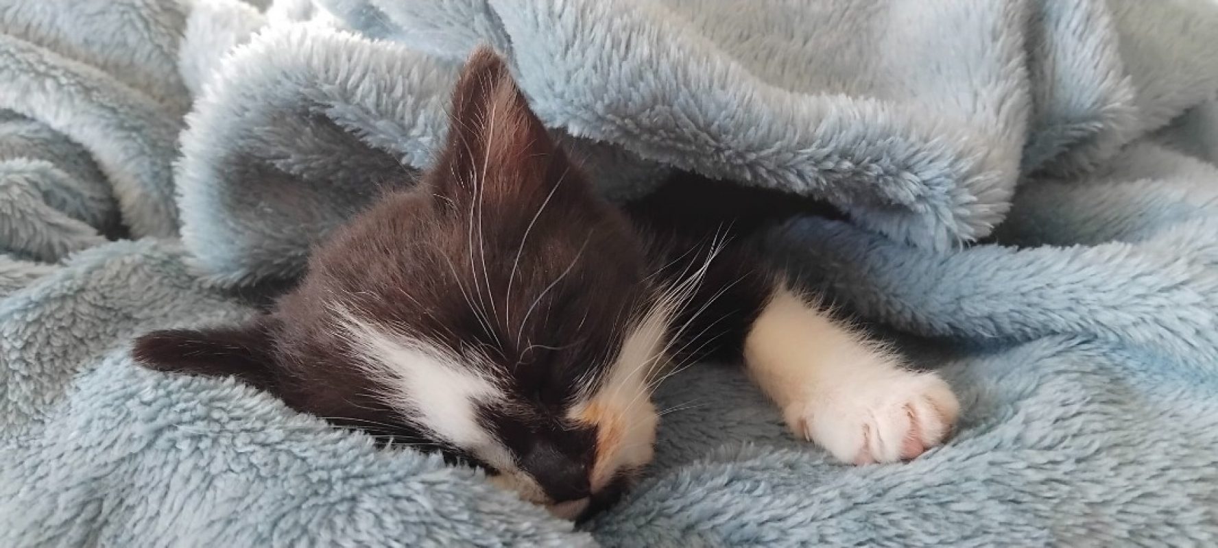 Perle - Chat Européen à adopter