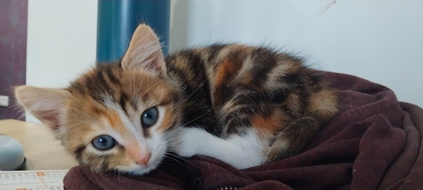 Ambre - Chat Européen à adopter