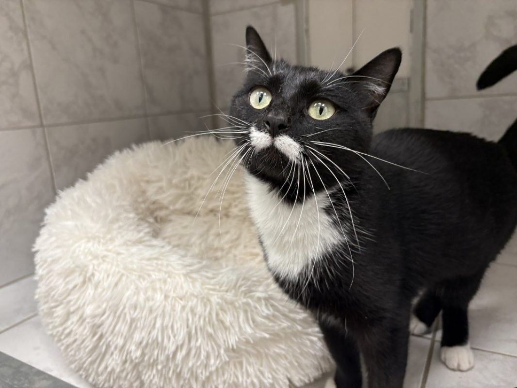 Cheeky - Chat Européen à adopter