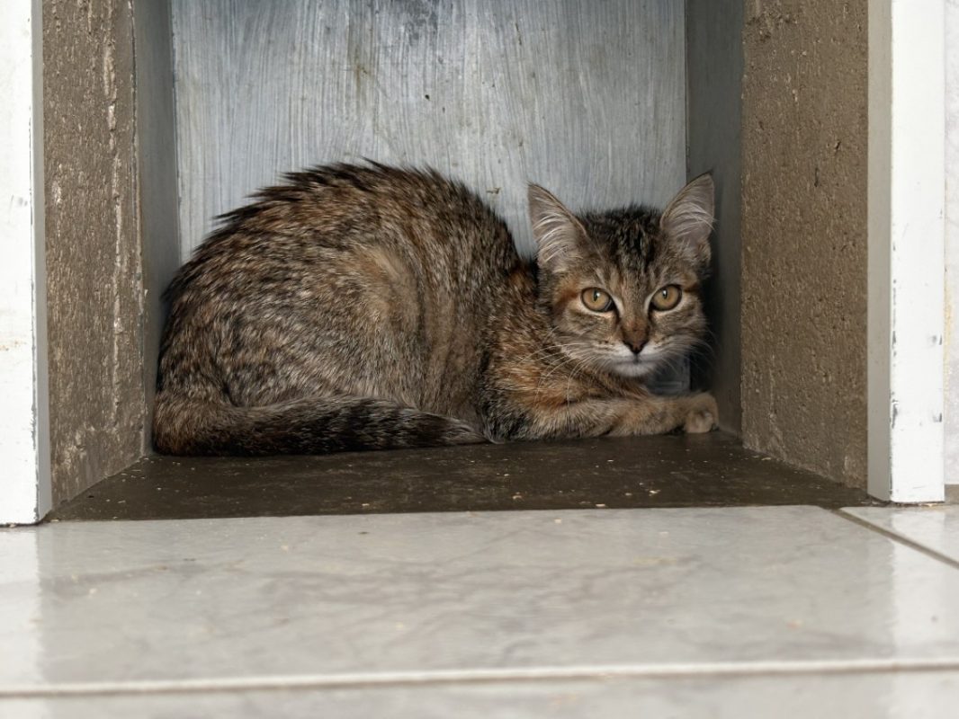 Toad - Chat Européen à adopter