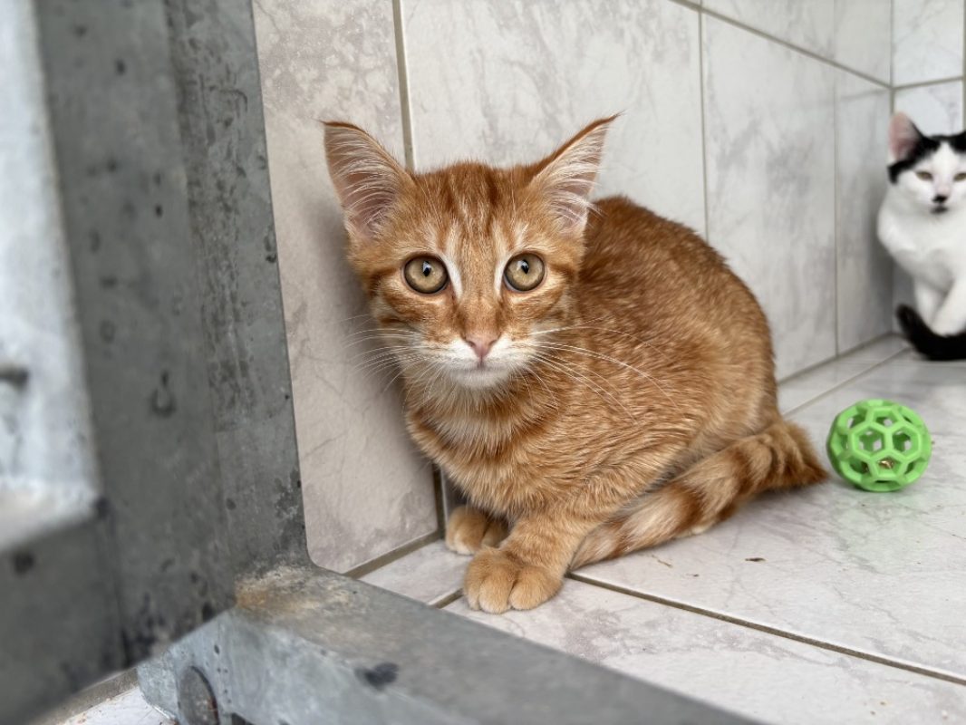 Odie - Chat Européen à adopter