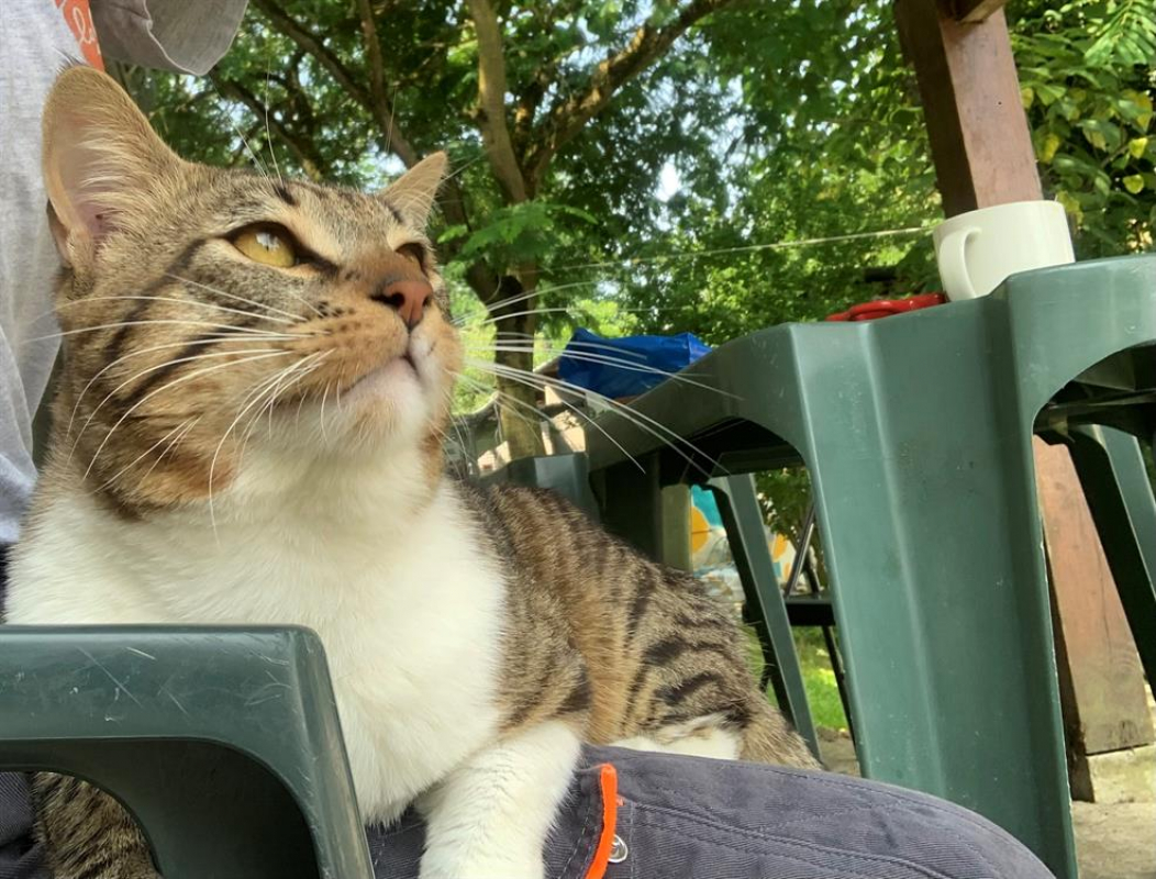 Photo #2 de Ouistiti