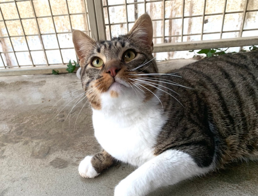 Photo #1 de Ouistiti