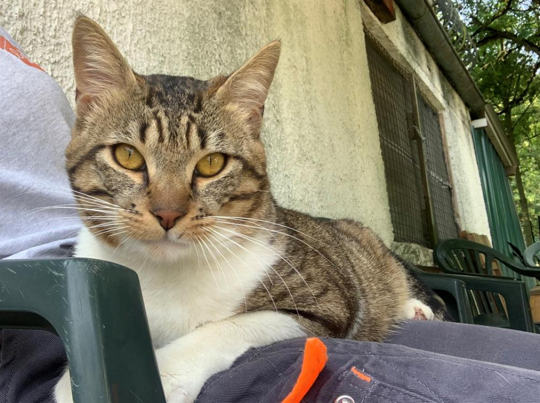 Photo #2 de Ouistiti