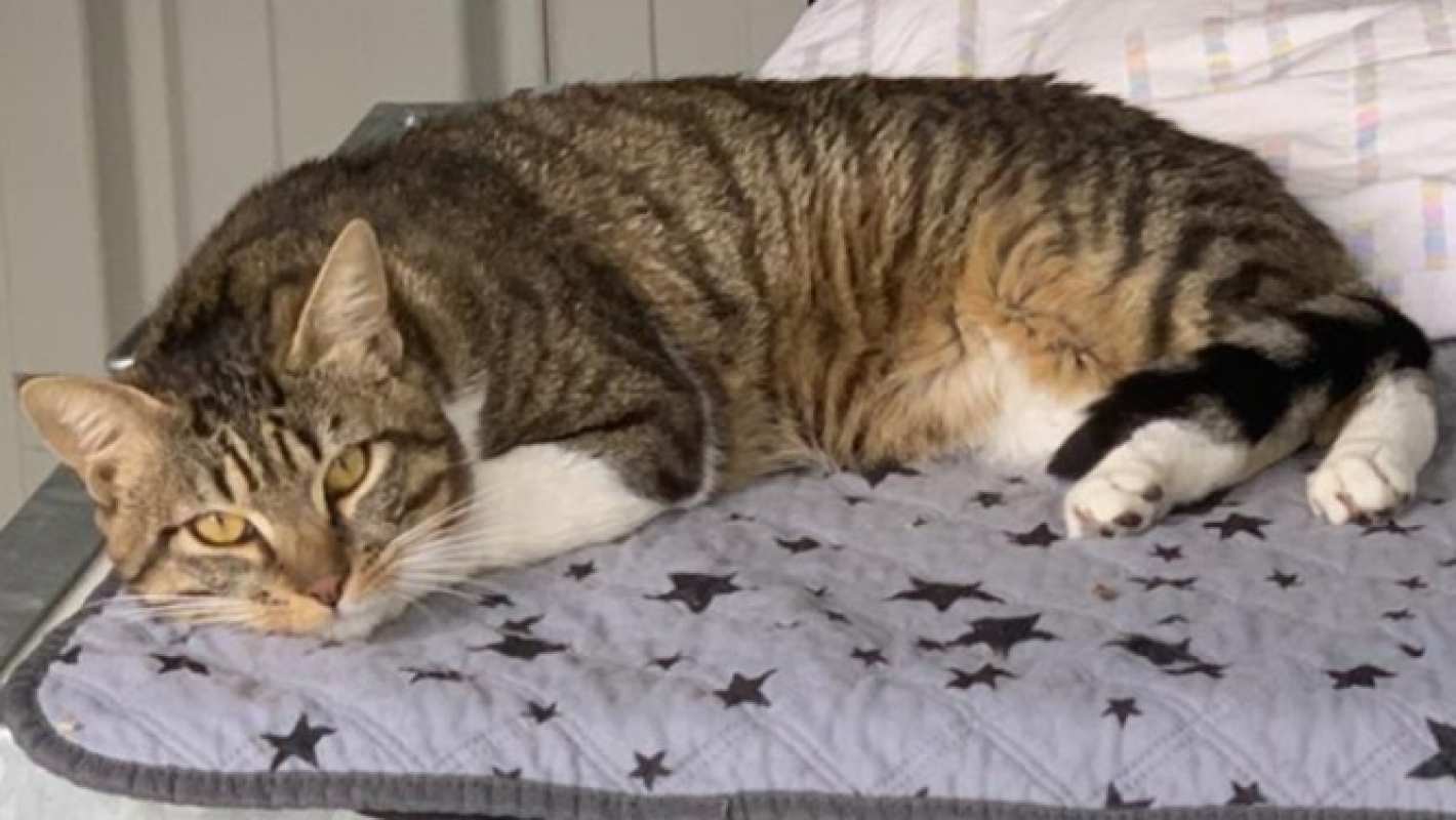 Photo #4 de Ouistiti