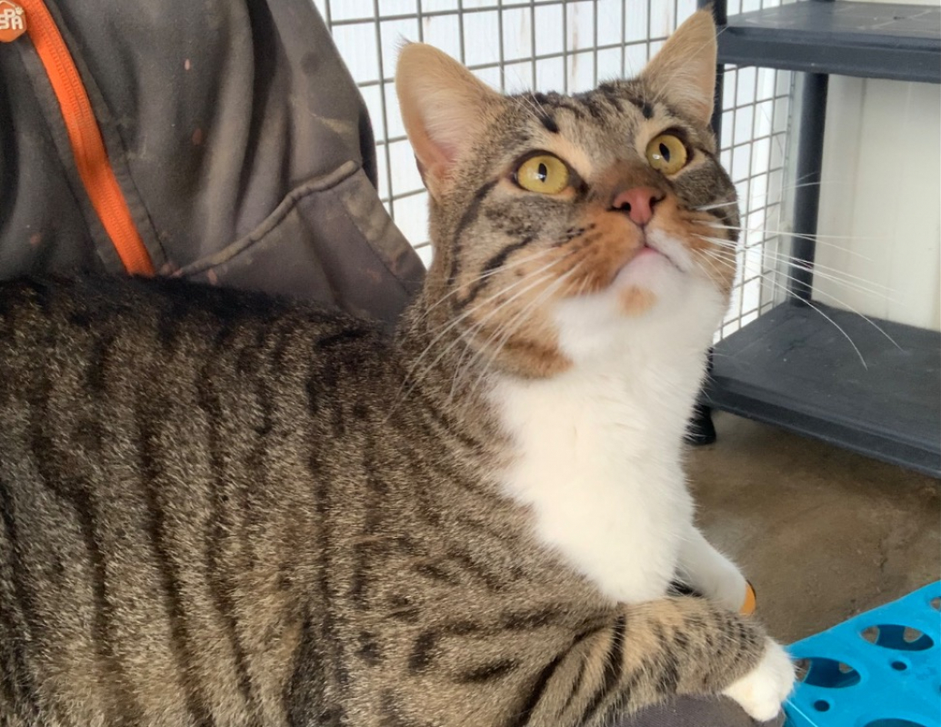 Photo #6 de Ouistiti