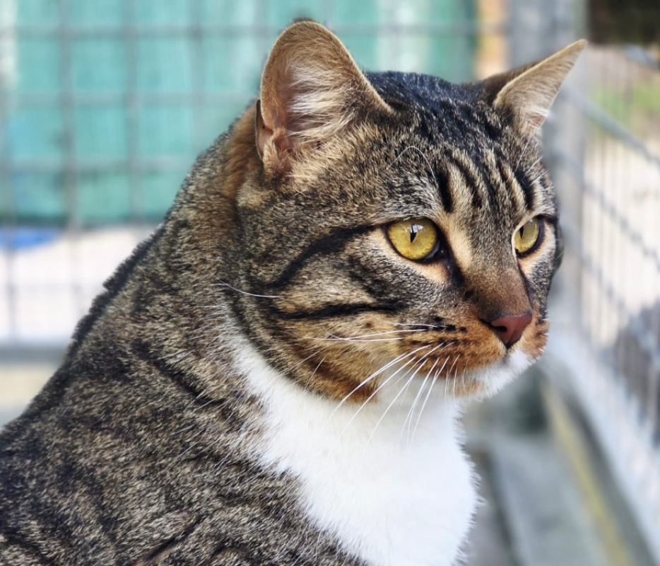 Photo #1 de Ouistiti