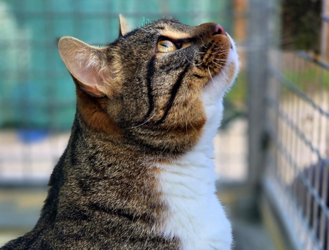 Photo #2 de Ouistiti