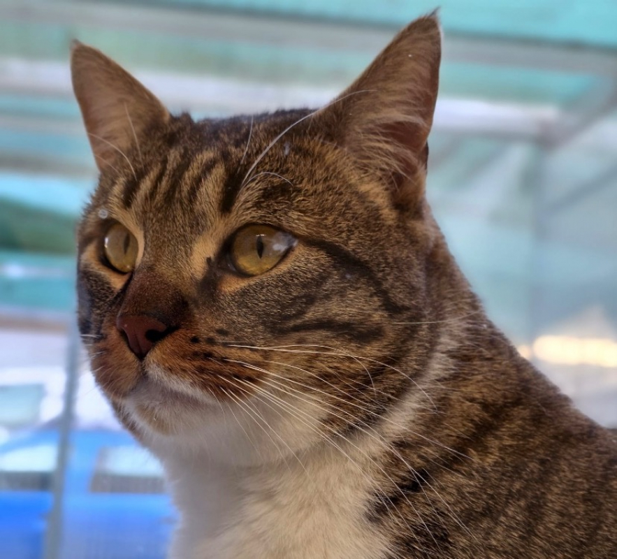 Photo #3 de Ouistiti