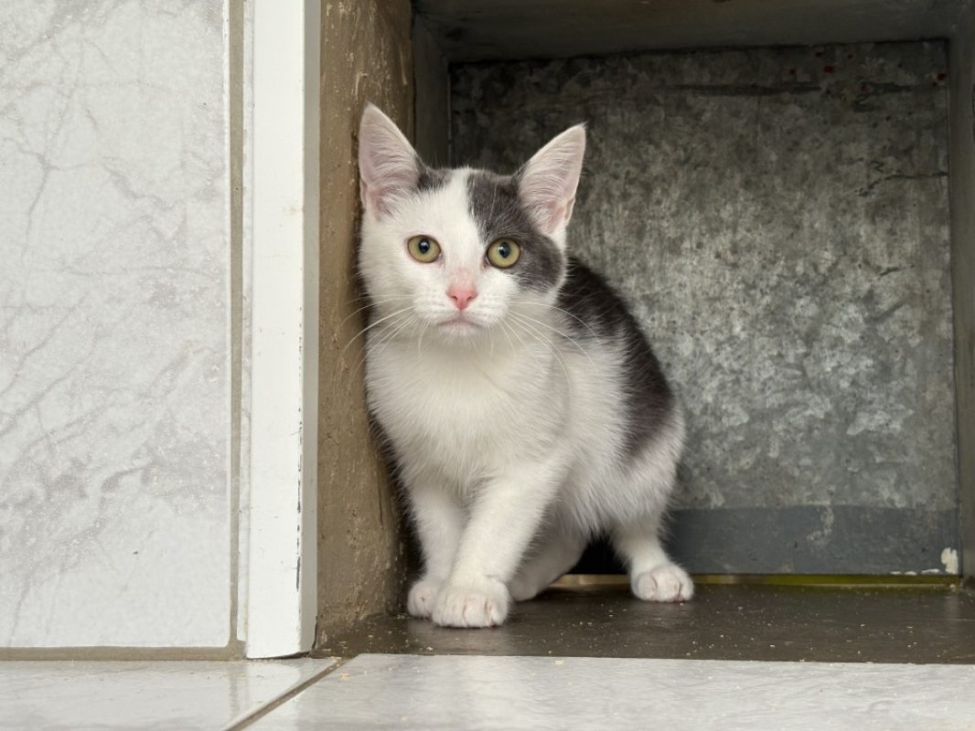 Diogo - Chat Européen à adopter