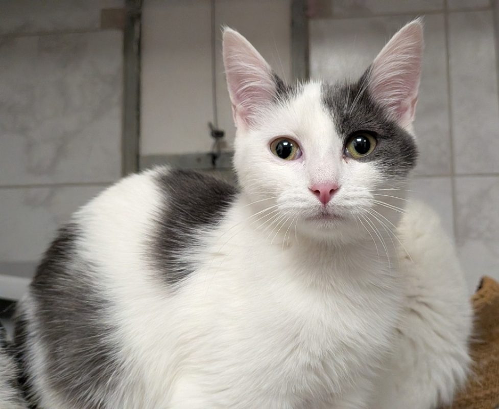 Diogo - Chat Européen à adopter
