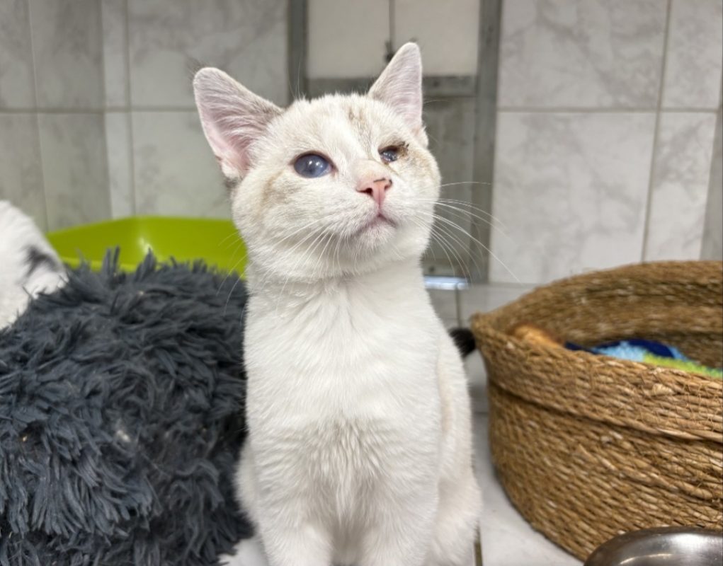 Armand - Chat Européen à adopter