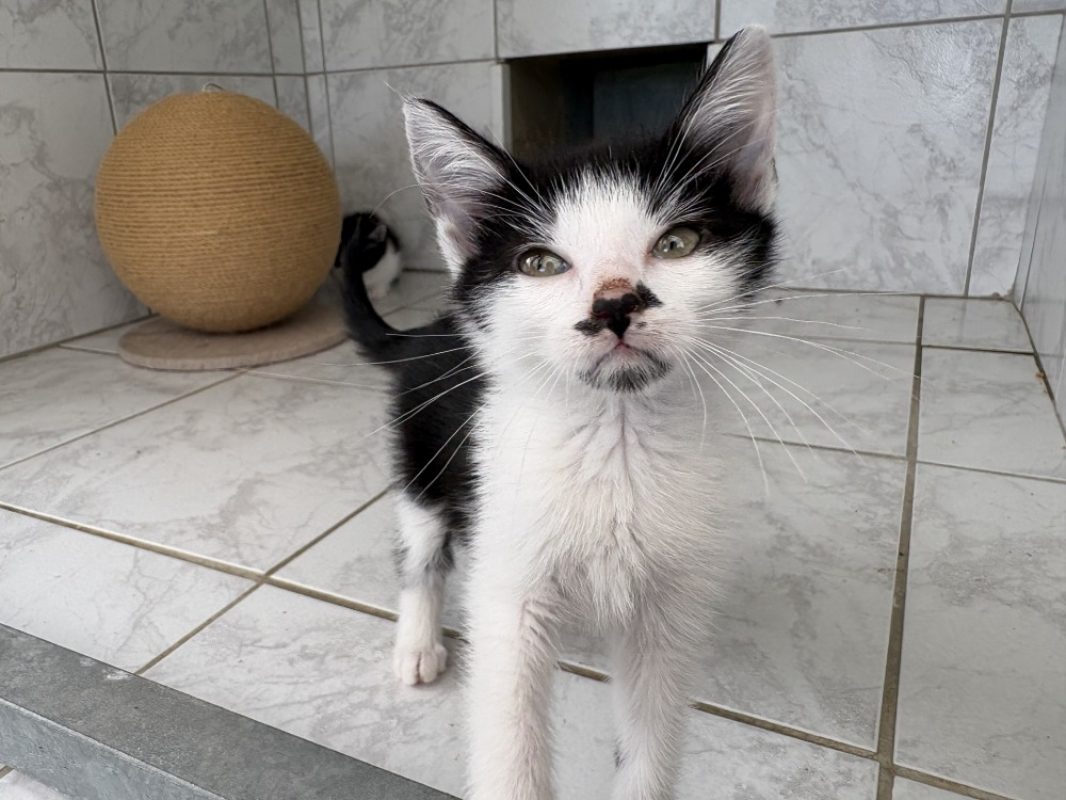 Zazou - Chat Européen à adopter