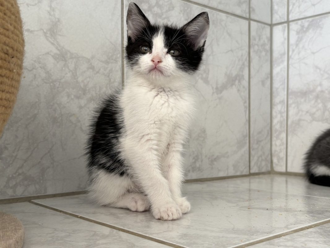 Merida - Chat Européen à adopter