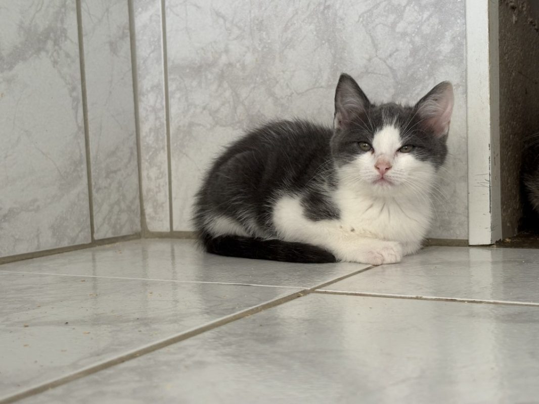 Raya - Chat Européen à adopter
