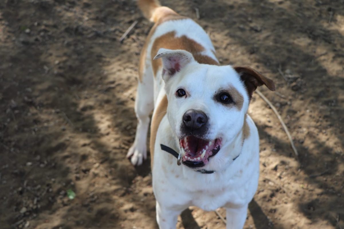 Ninette - Chien Berger à adopter