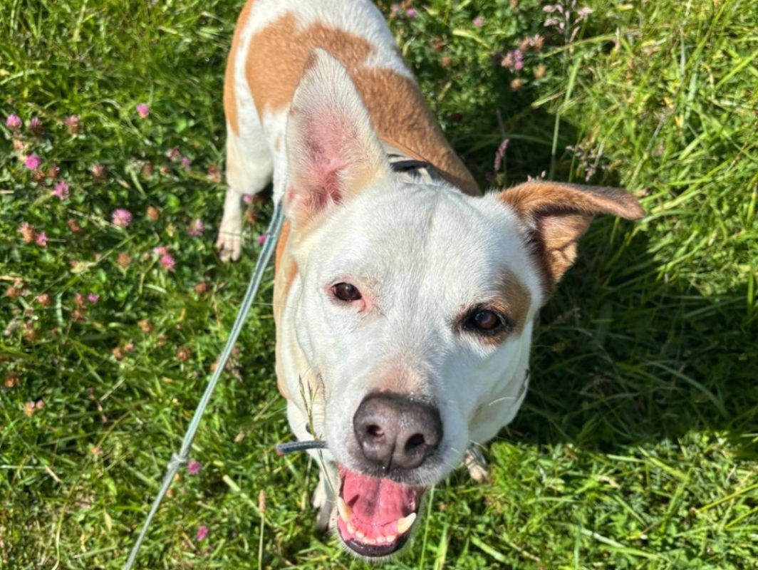 Ninette - Chien Berger à adopter - photo 2