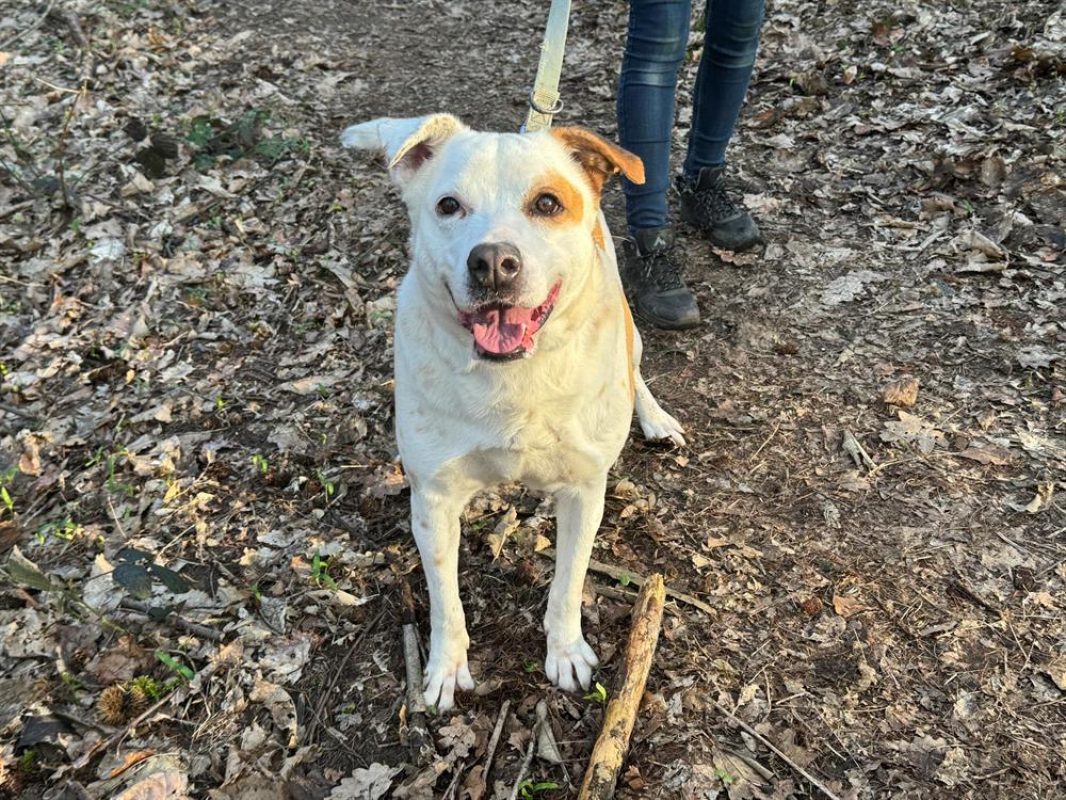 Ninette - Chien Berger à adopter - photo 3