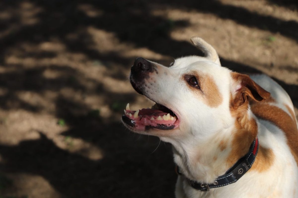 Ninette - Chien Berger à adopter - photo 4