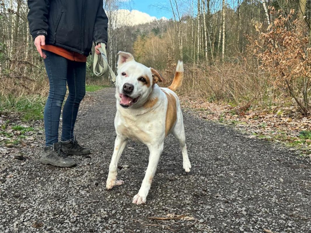 Ninette - Chien Berger à adopter - photo 5